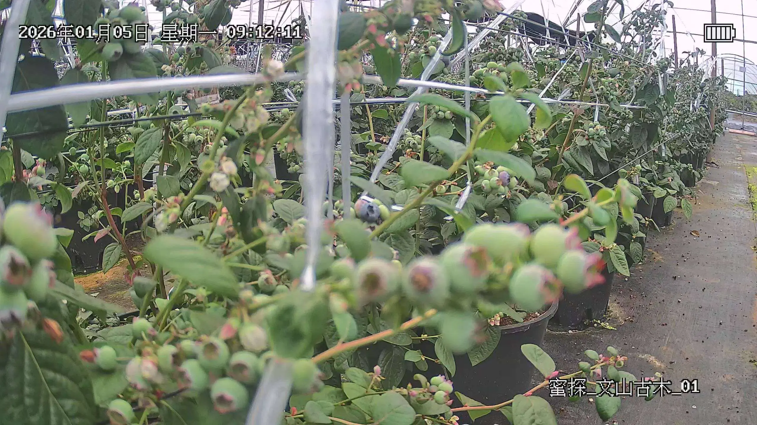 温室大棚授粉服务