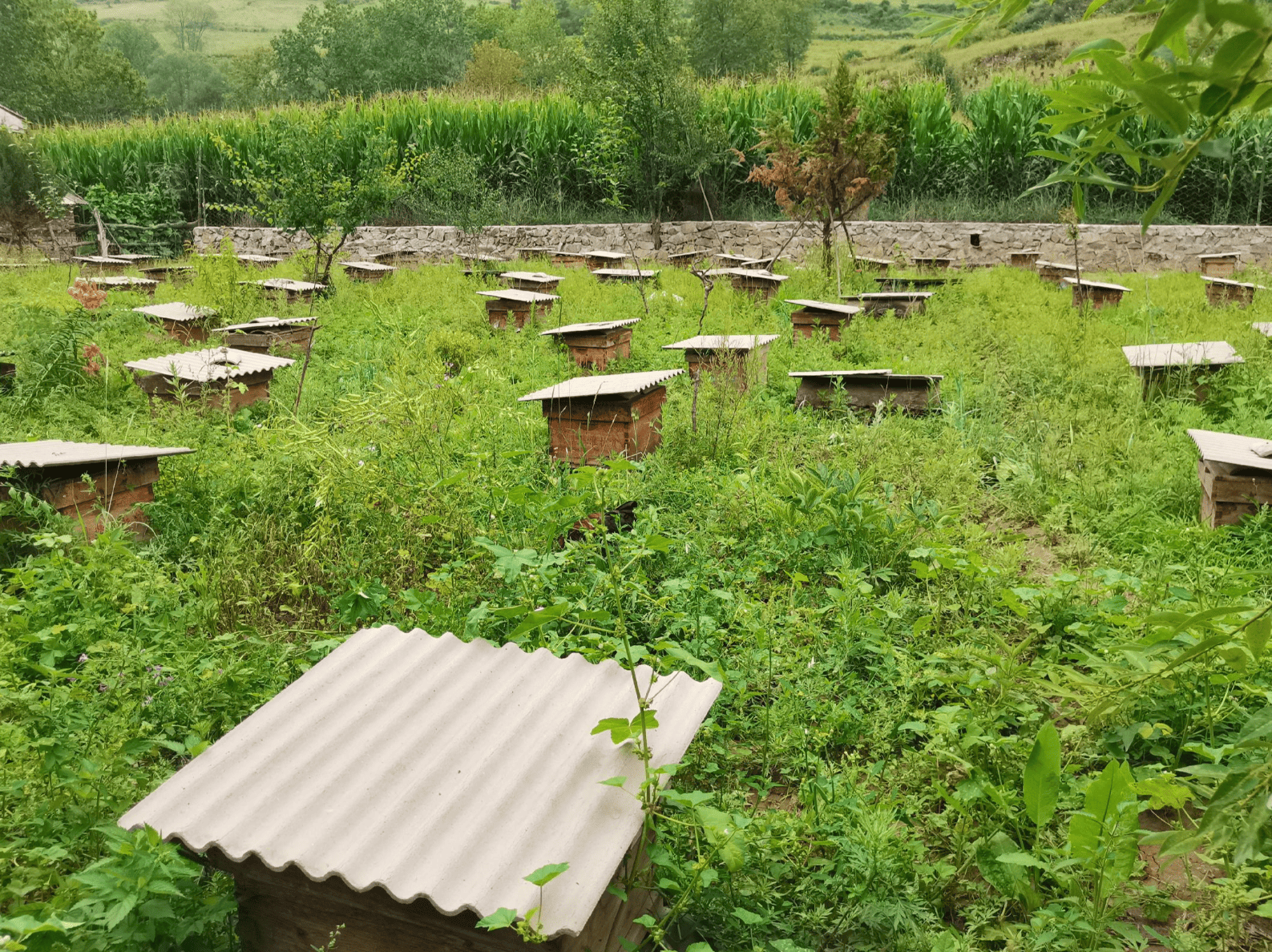 农作物授粉服务